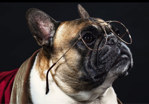 Dog wearing glasses.