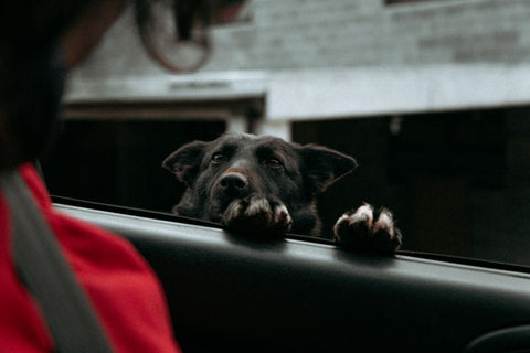 Taking dog on road trip collection image. Image shows dog leaning against open car window with paws and head only showing.