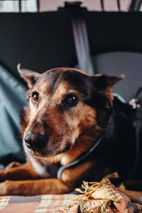 Dog Trip Packing List